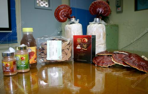 CENDAWAN LING ZHI