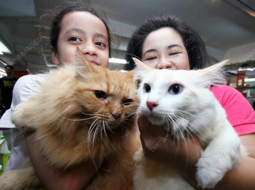 KL04_18052013_KUCING
