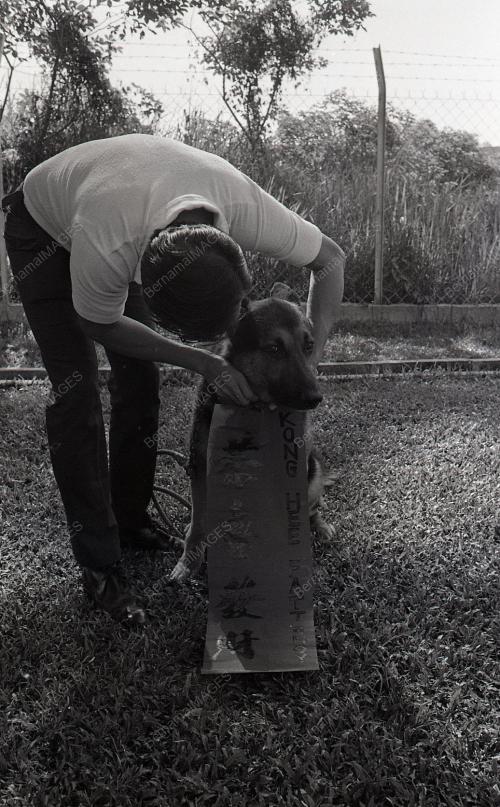 TAHUN ANJING