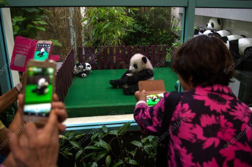KL04_19062018_PANDA