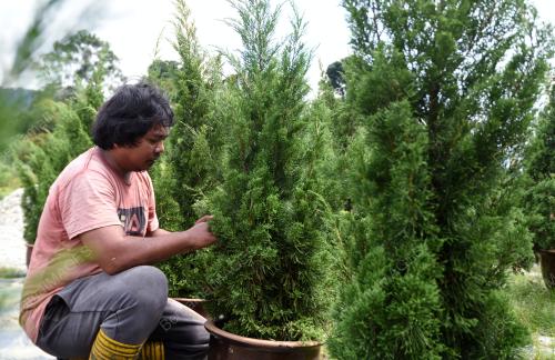 POKOK KRISMAS