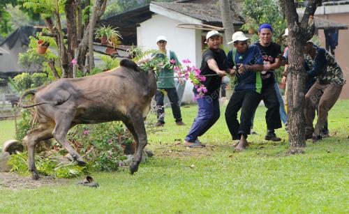 KL04_24092015_PENGASIH