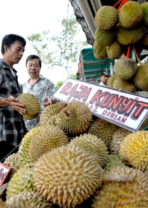 MUSIM_DURIAN