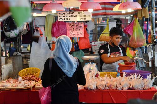 TINJAUAN AYAM HARGA SILING BAHARU