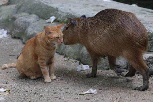 OYEN & CAPYBARA