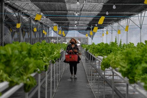 KEBUN SAYUR ORGANIK FRESH GROWCER