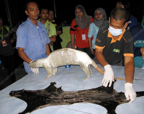 KONFLIK HAIWAN