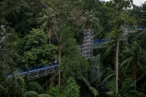 FOREST SKYWALK FRIM KEPONG
