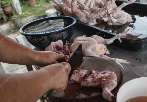 TINJAUAN BEKALAN AYAM MENTAH