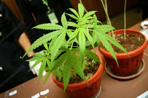 KL04_29042016_GANJA
