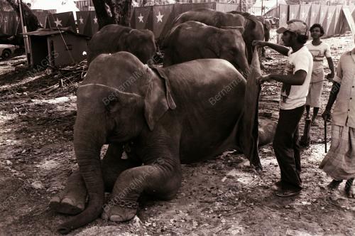 GAJAH