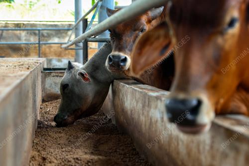 PENTERNAK LEMBU KETIKA CUACA PANAS