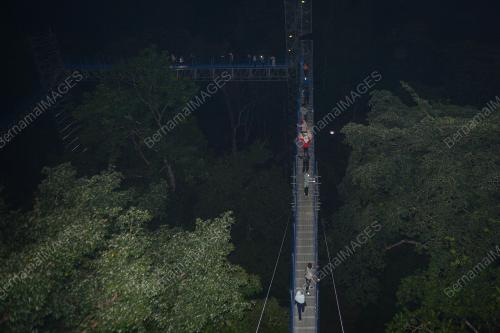 FOREST SKYWALK NIGHT