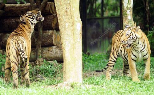 KL05-21_06_2001-_HARIMAU_27012016