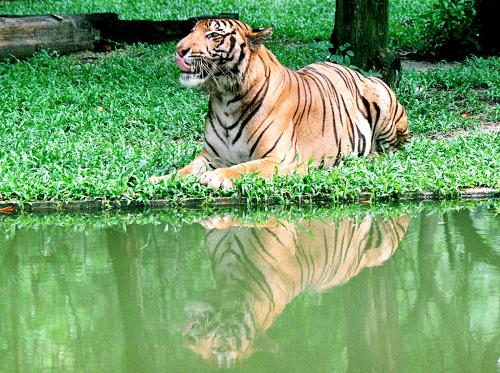 KL05-22_09_2000_TIGER-BENGAL_13012016