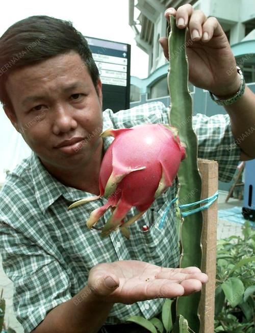 POKOK BUAH NAGA