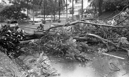 KL05_03032015_POKOK_TUMBANG
