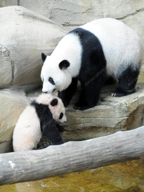 KL05_03042016_PANDA