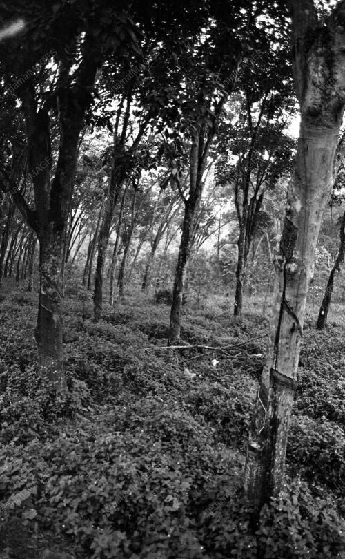 KL05_04022015_LADANG_GETAH