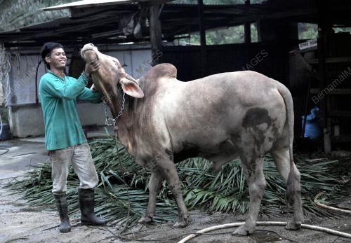LEMBU KORBAN
