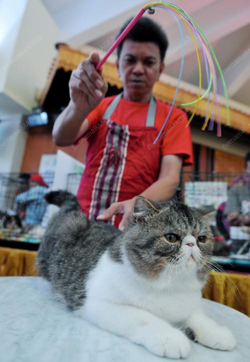 KL05_05032016_KUCING