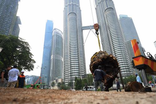 KL05_05032018_POKOK_TUMBANG