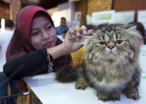 KL05_06032016_KUCING