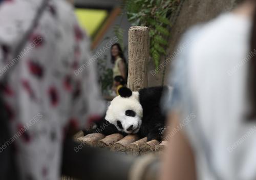 KL05_06062019_ZOO_RAYA