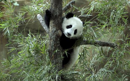 KL05_07042016_PANDA_NUAN