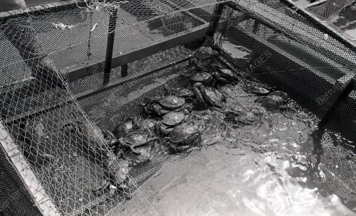 KHASIAT KETAM