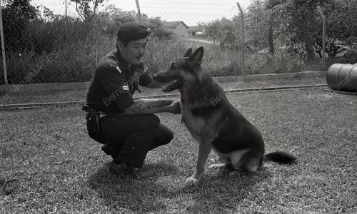 TAHUN BARU CINA
