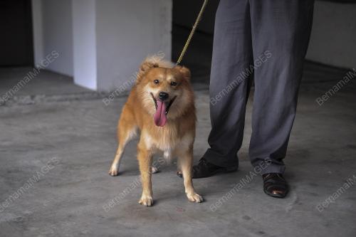 KL05_18012008_FURBY_BN201801075468