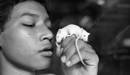 KL05_18022015_TIKUS_PUTIH