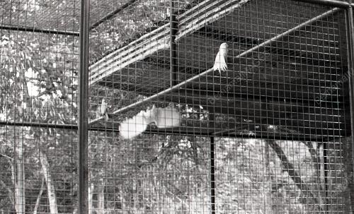 ZOO