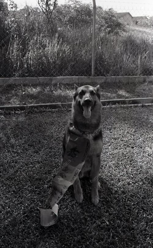 TAHUN ANJING