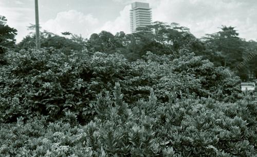 KL05_220690_BUNGA