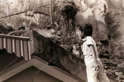 MONYET DI BATU CAVES