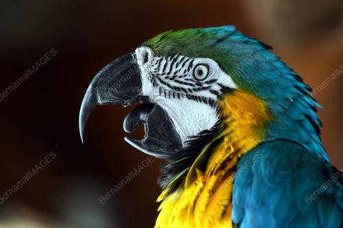 KL05_23122017_ZOO_MENARAKL_BN201712224692