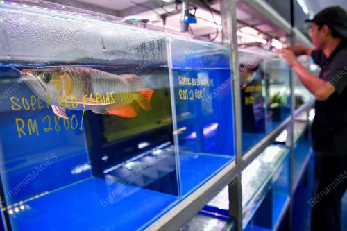 INDUSTRI IKAN HIASAN MENINGKAT EKONOMI