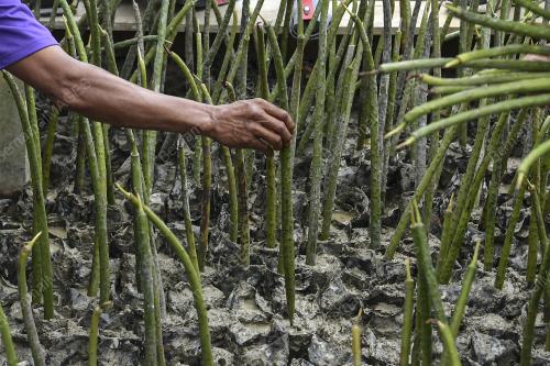 TANAMAN POKOK BAKAU KOMUNITI