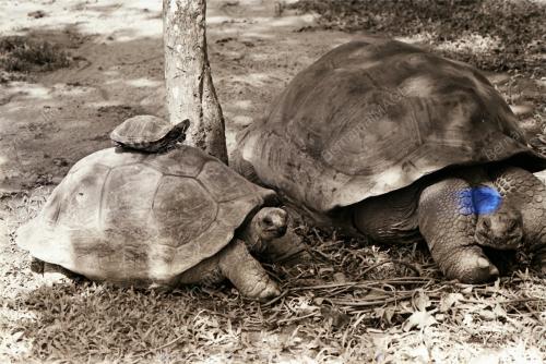 ZOO NEGARA