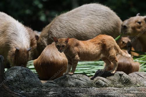 OYEN & CAPYBARA