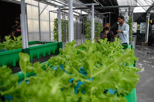 KEBUN SAYUR ORGANIK FRESH GROWCER