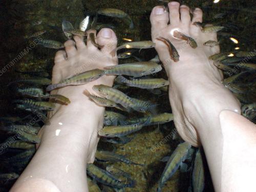 SPA TERAPI IKAN