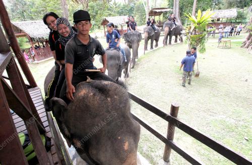 GAJAH