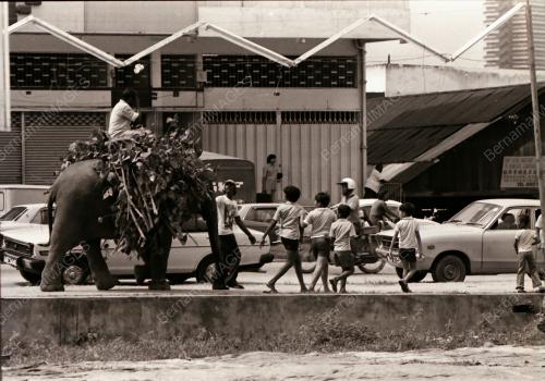 GAJAH