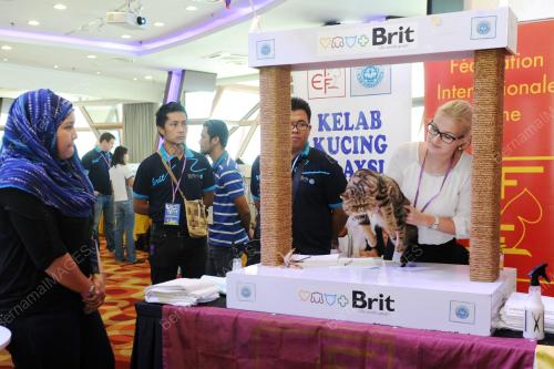 KL05_31012016_KUCING