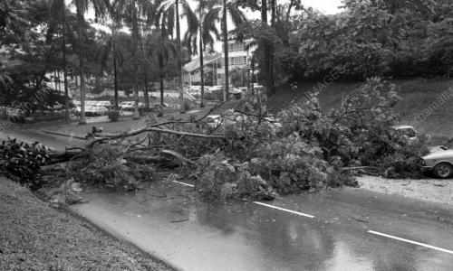 KL06_03032015_POKOK_TUMBANG