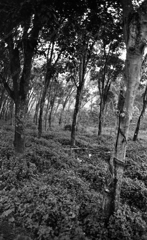 KL06_04022015_LADANG_GETAH