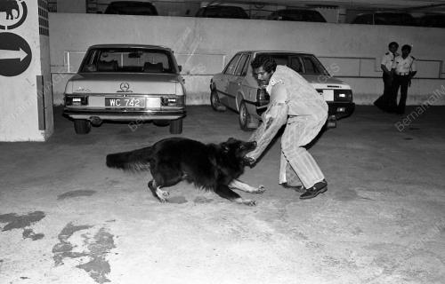 DEMONSTRASI ANJING